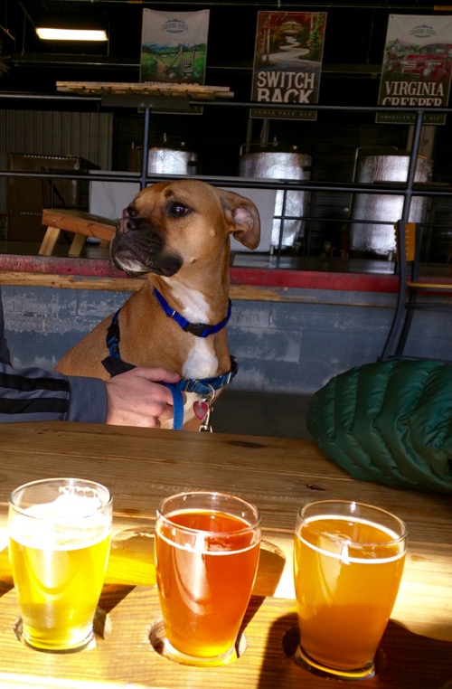 dog at soaring ridge brewery