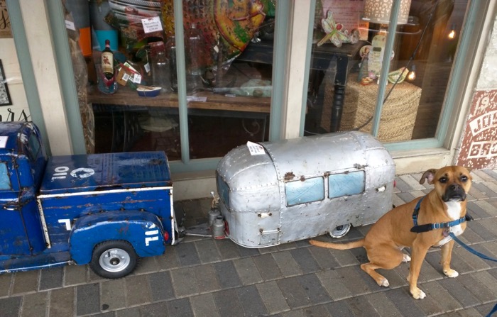 dog by airstream cooler