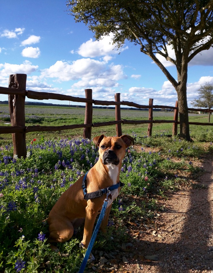dog and bluebonnets