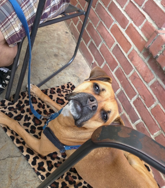 dog at high point coffee