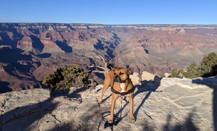 Bugsy on the Rim Trail, Grand Canyon