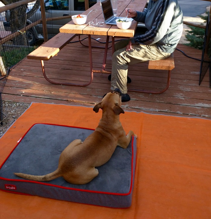 estes park koa dog