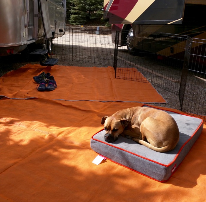 estes park koa dog