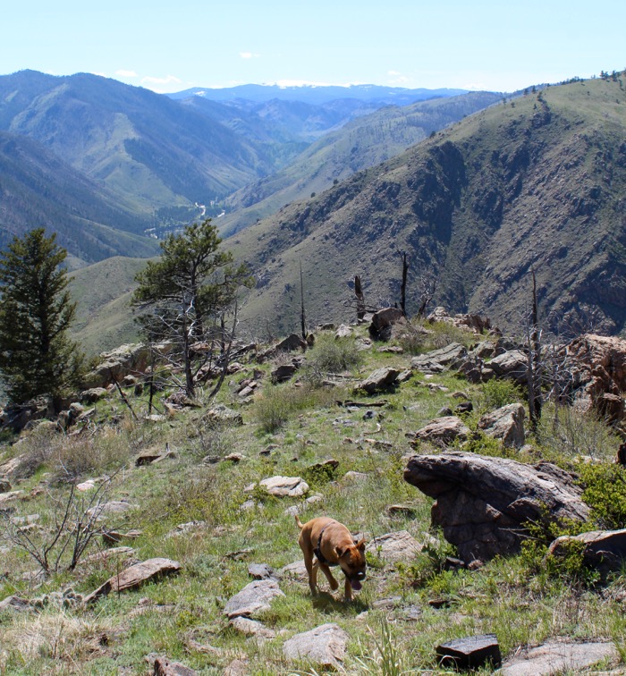 greyrock mountain hiking dog