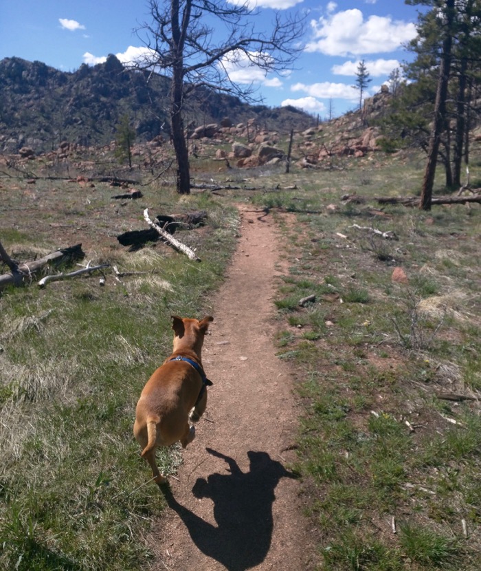 greyrock mountain running dog