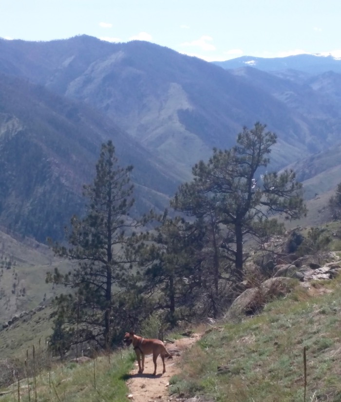 greyrock mountain hiking dog