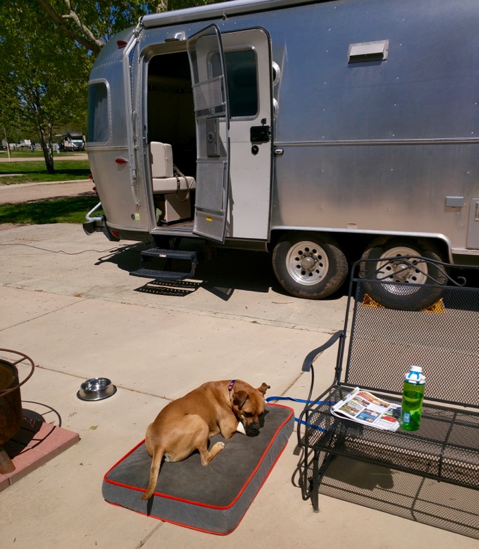 airstream and dog in fort collins