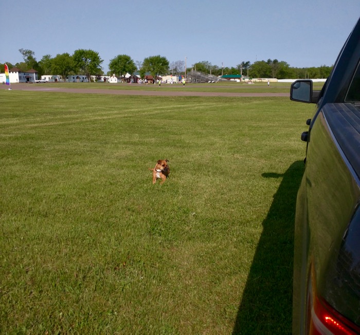 dog and f-150 at fairgrounds