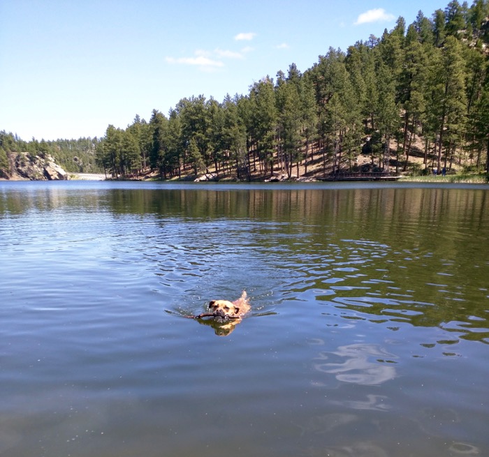 dog swimming in horse thief lake