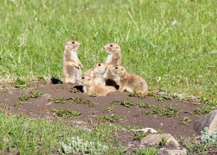 custer state park prairie dogs