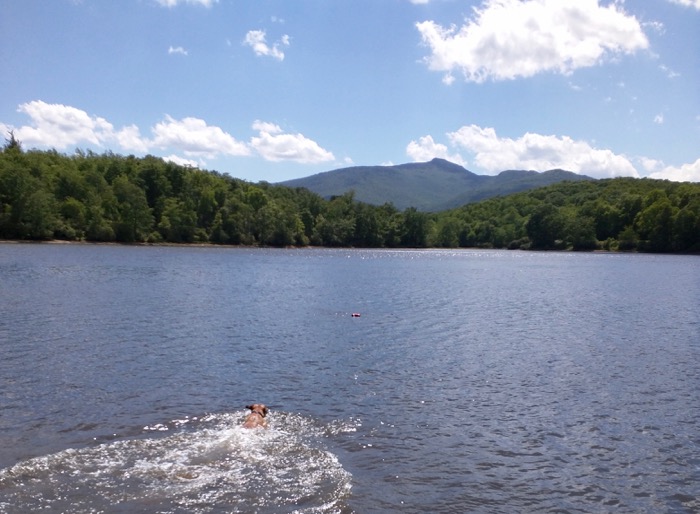 dog swimming in price lake blowing rock
