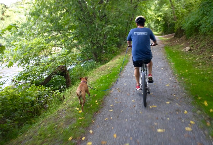 dog on virginia creeper bike trail