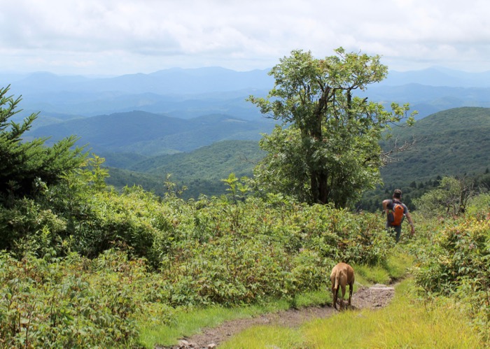 damascus mount rogers hiking dog