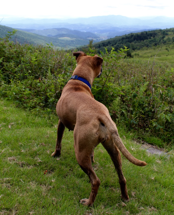 dog hiking mount rogers