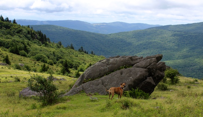 mount rogers hiking dog