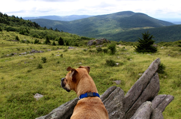 mount rogers hiking dog