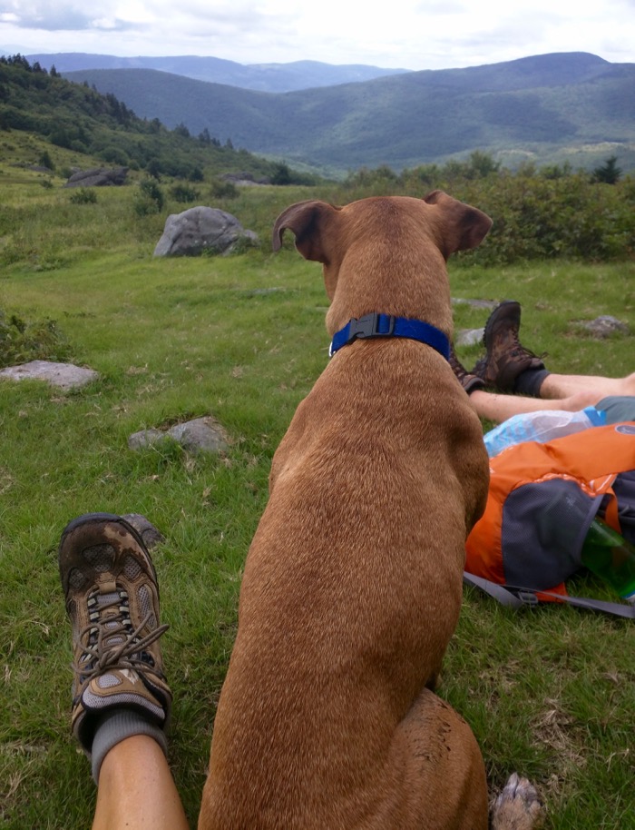 dog hiking mount rogers