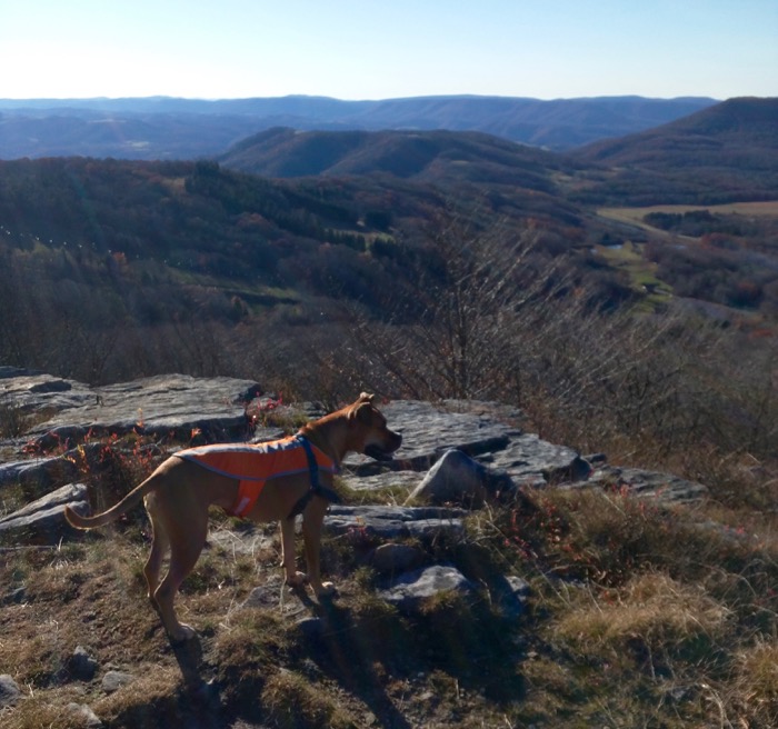 dog on bald knob canaan valley