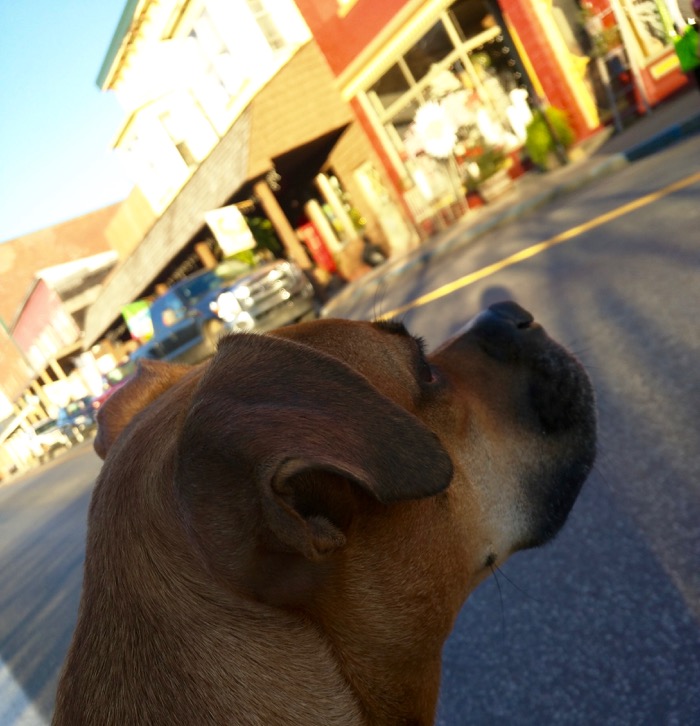 dog in downtown thomas wv