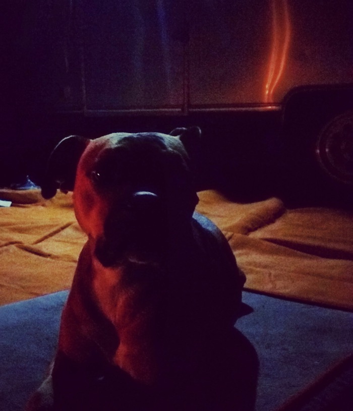 dog by firelight in destin
