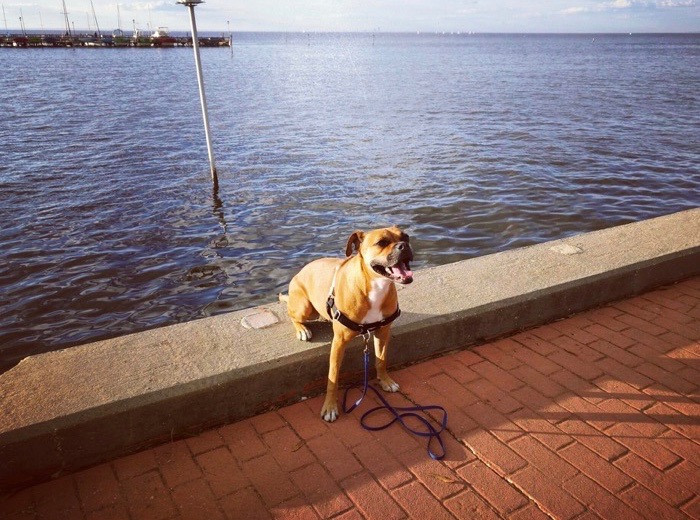 bugsy by the water at fairhope pier