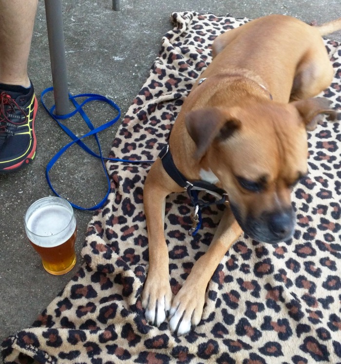 bugsy and a beer at fairhope brewing