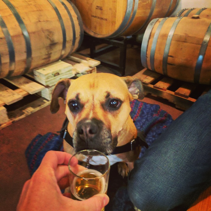 dog in freehouse tasting room