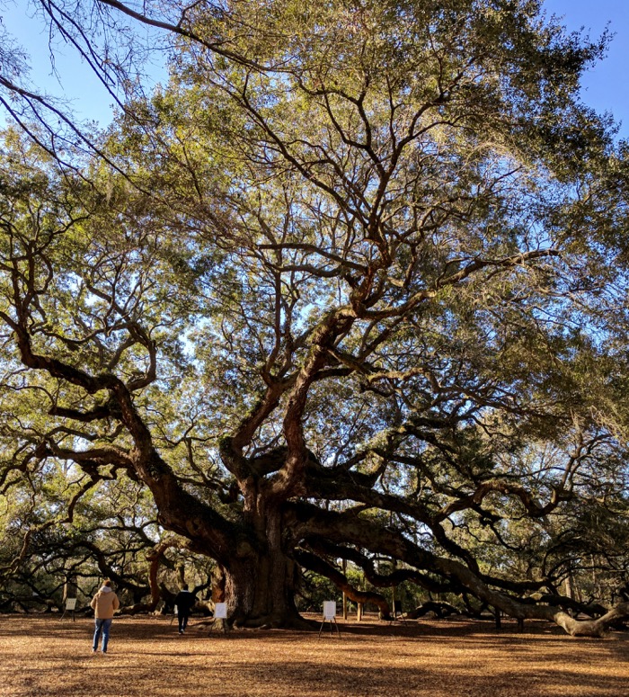 angel oak tree john's island