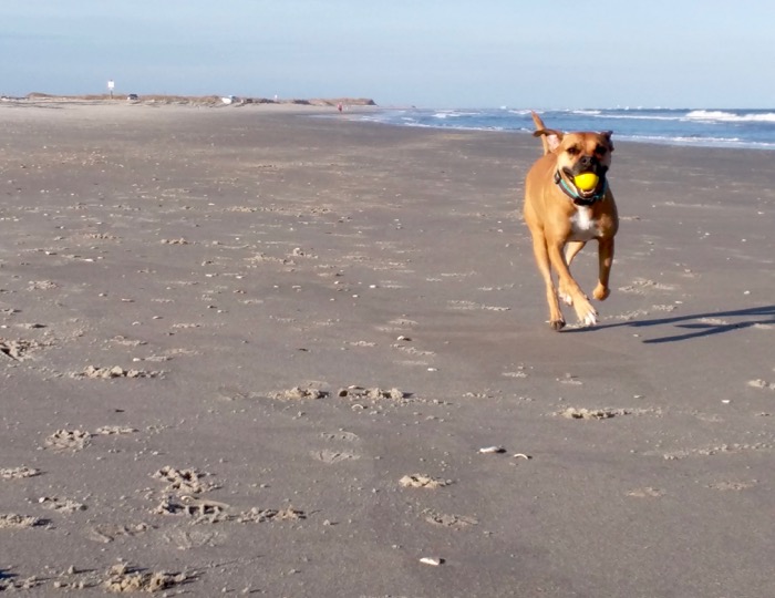 dog fetching ball on beach