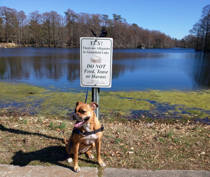 dog at greenfield lake park