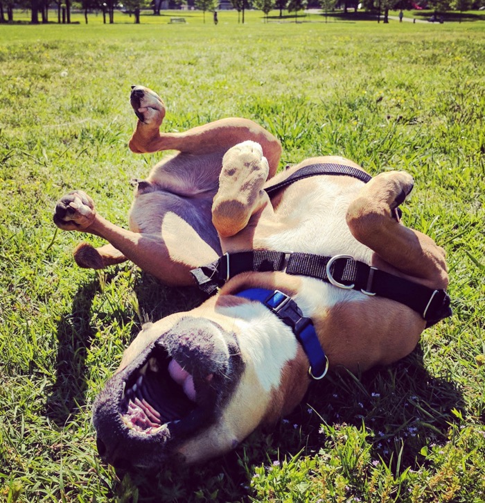 Happy Bugsy in Shelby Park