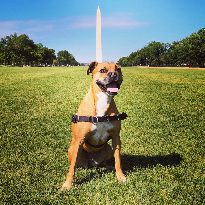 Bugsy at the Washington Monument
