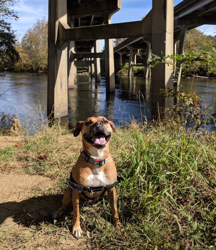 Bugsy on the French Broad Greenway