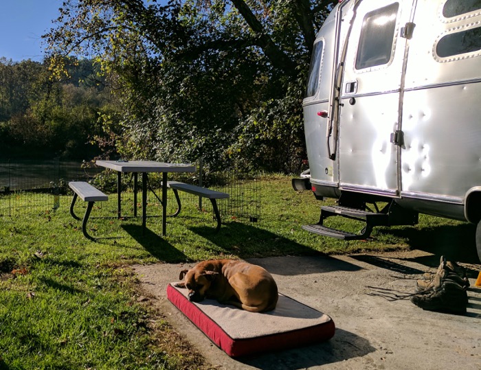 bugsy relaxing in the airstream yard