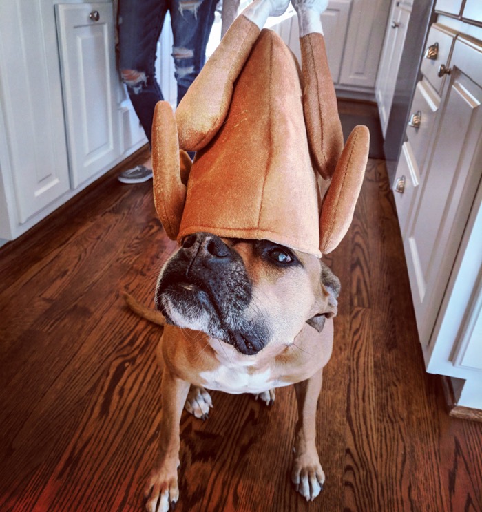 bugsy at thanksgiving