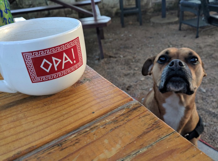 dog on patio at opa austin