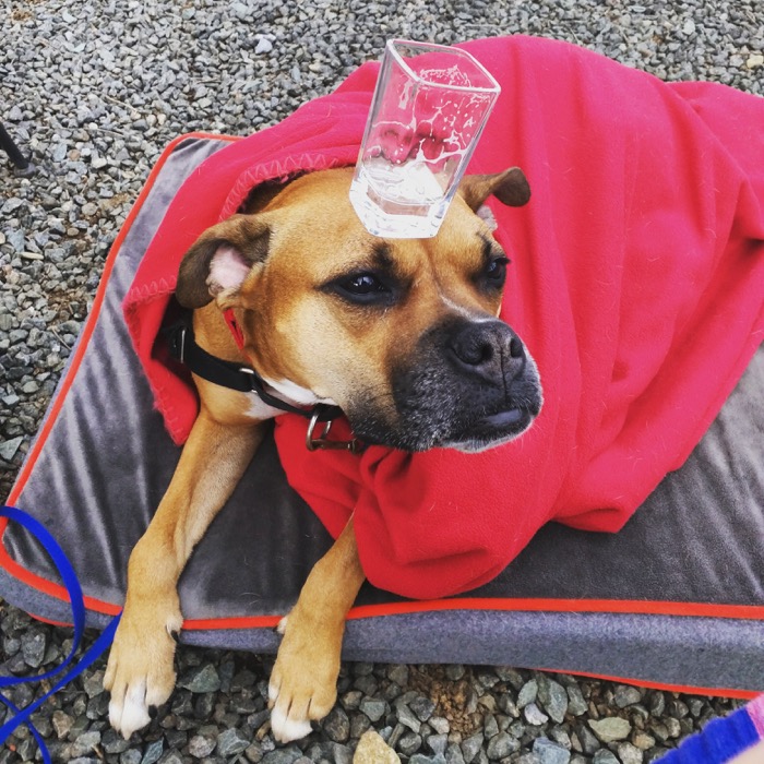 dog and beer glass