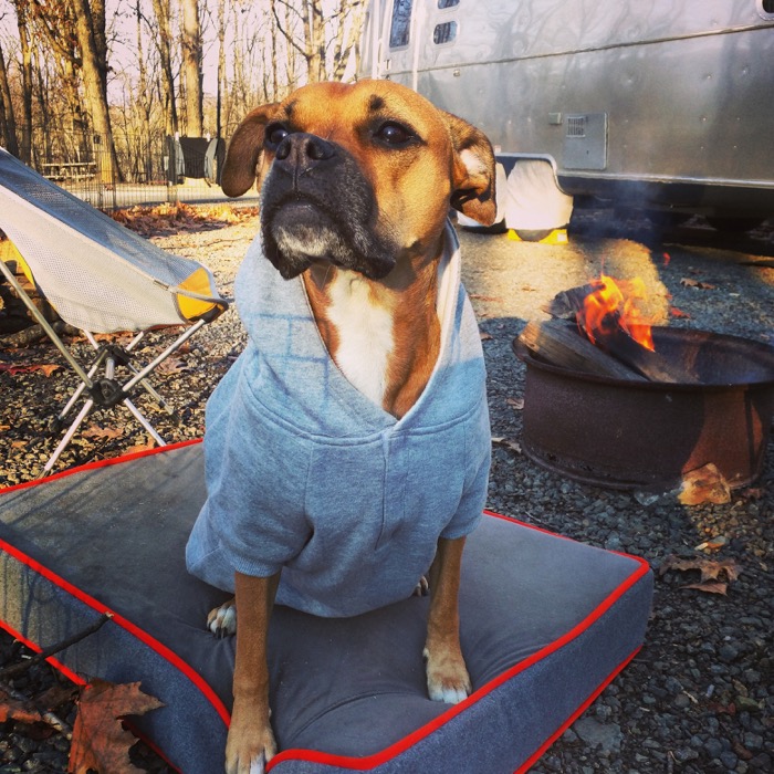 dog in sweatshirt at campground