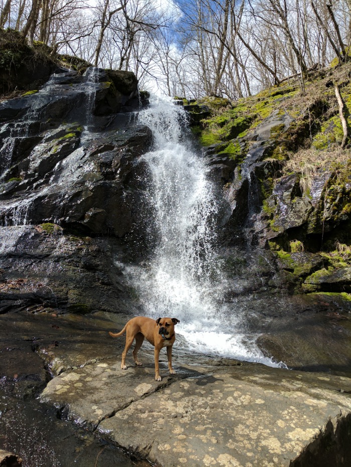 dog at rose river falls