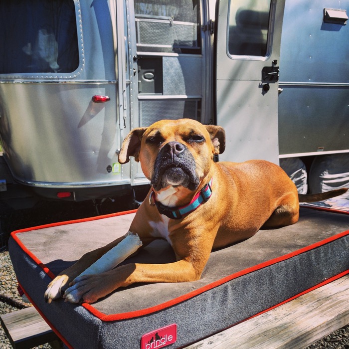 dog by airstream