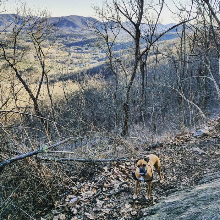 trail run with dog at craven gap asheville
