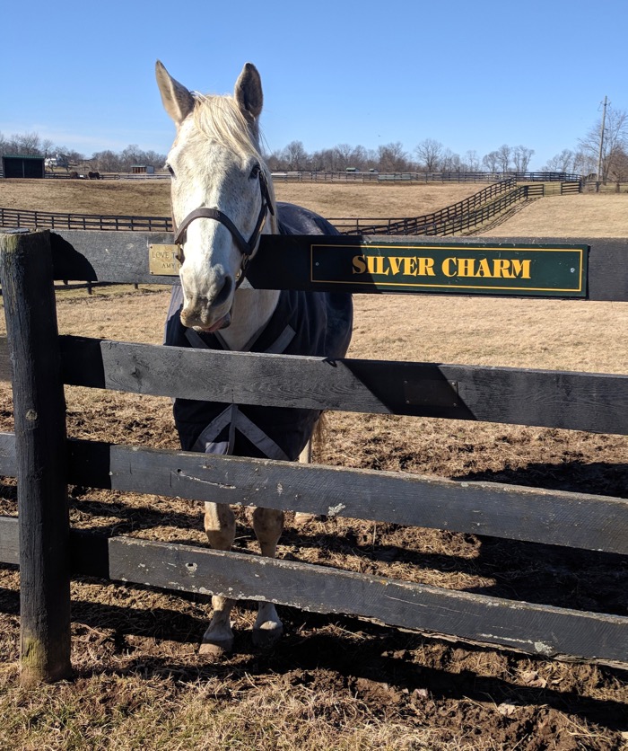 silver charm in his paddock