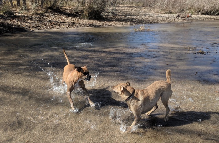 Dog-Off Leash Area at Cherry Creek State Park