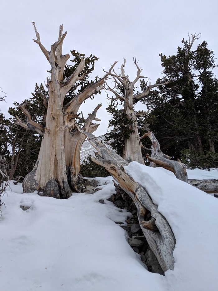 Bristlecone Pines Great Basin
