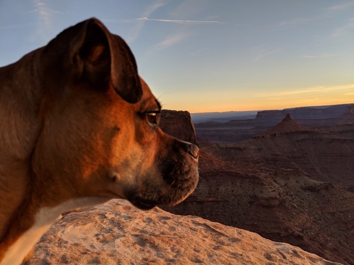 bugsy at sunset on the west rim
