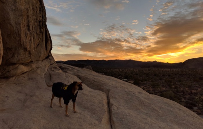 Bugsy at sunset on the boulders at Ryan Campground