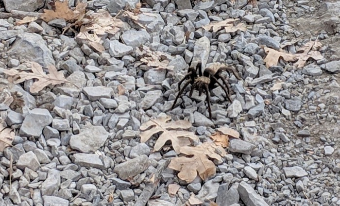 tarantula in Salt Lake City