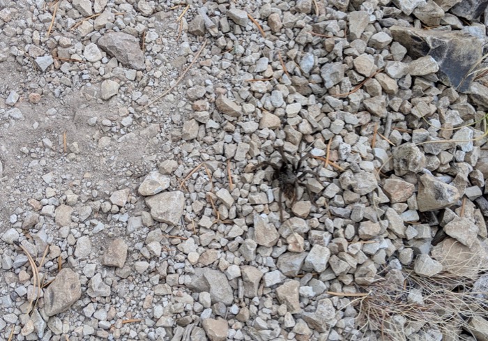 tarantula near Flagstaff