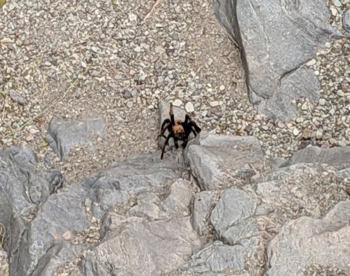 tarantula in Big Bend National Park