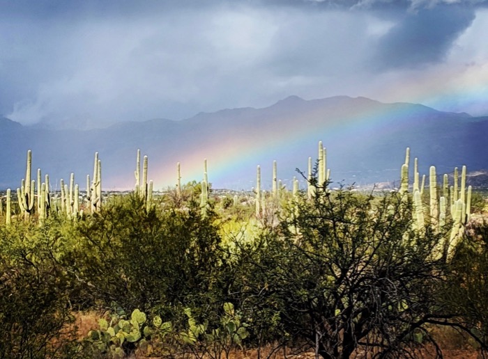 rainbow over cacti in Saguaro National Park